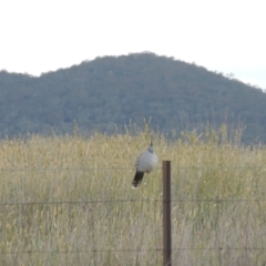 Ocyphaps lophotes at Hume, ACT - 18 Dec 2023