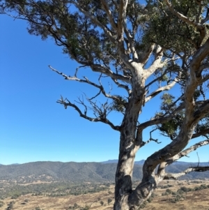 Eucalyptus melliodora at Kambah, ACT - 28 May 2024