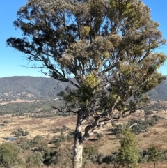 Eucalyptus melliodora at Kambah, ACT - 28 May 2024