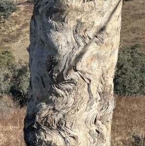 Eucalyptus melliodora at Kambah, ACT - 28 May 2024