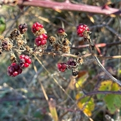 Rubus anglocandicans (Blackberry) at Urambi Hills - 28 May 2024 by lbradley