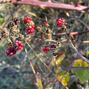 Rubus anglocandicans at Kambah, ACT - 28 May 2024 10:52 AM