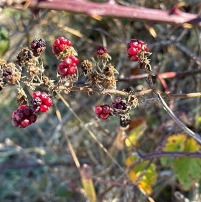 Rubus anglocandicans (Blackberry) at Kambah, ACT - 28 May 2024 by lbradley