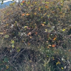 Rubus anglocandicans at Kambah, ACT - 28 May 2024 10:52 AM