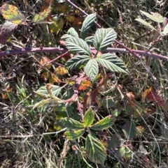 Rubus anglocandicans at Kambah, ACT - 28 May 2024