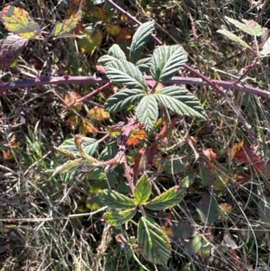 Rubus anglocandicans at Kambah, ACT - 28 May 2024 10:52 AM