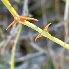 Rosa rubiginosa at Kambah, ACT - 28 May 2024 by lbradley