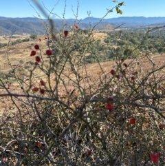 Rosa rubiginosa at Kambah, ACT - 28 May 2024