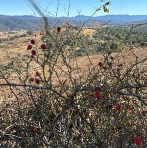 Rosa rubiginosa at Kambah, ACT - 28 May 2024