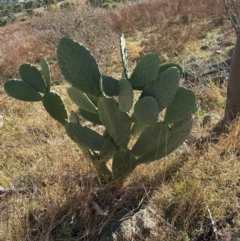 Opuntia ficus-indica (Indian Fig, Spineless Cactus) at Urambi Hills - 28 May 2024 by lbradley