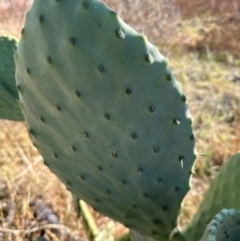 Opuntia ficus-indica at Kambah, ACT - 28 May 2024