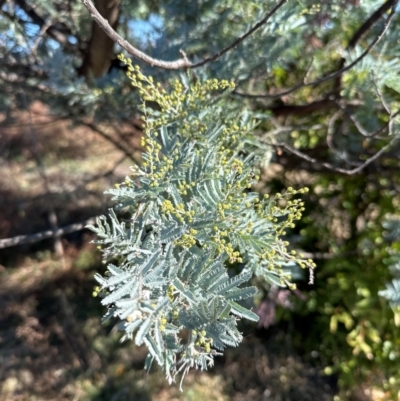 Acacia baileyana x Acacia dealbata (Cootamundra Wattle x Silver Wattle (Hybrid)) at Kambah, ACT - 28 May 2024 by lbradley