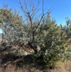 Acacia baileyana x Acacia dealbata at Kambah, ACT - 28 May 2024