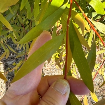 Hakea salicifolia subsp. salicifolia (Willow-leaved Hakea) at Urambi Hills - 28 May 2024 by lbradley