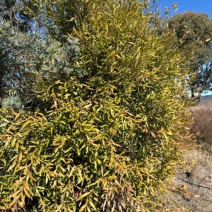 Hakea salicifolia subsp. salicifolia at Kambah, ACT - 28 May 2024