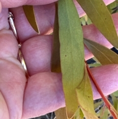 Hakea salicifolia subsp. salicifolia at Kambah, ACT - 28 May 2024