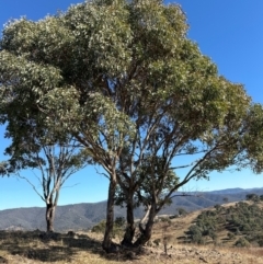 Eucalyptus blakelyi (Blakely's Red Gum) at Urambi Hills - 28 May 2024 by lbradley