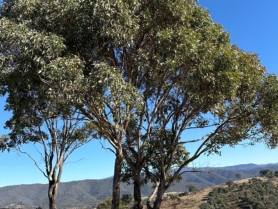 Eucalyptus blakelyi (Blakely's Red Gum) at Urambi Hills - 28 May 2024 by lbradley