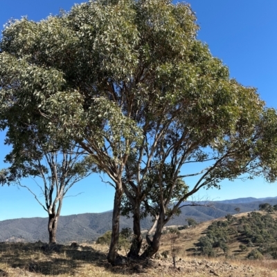 Eucalyptus blakelyi (Blakely's Red Gum) at Kambah, ACT - 28 May 2024 by lbradley