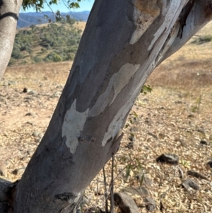 Eucalyptus blakelyi at Kambah, ACT - 28 May 2024