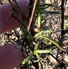 Xerochrysum viscosum (Sticky Everlasting) at Urambi Hills - 28 May 2024 by lbradley