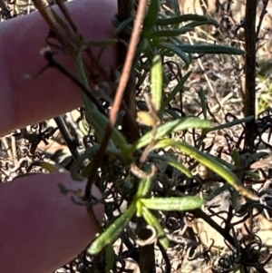 Xerochrysum viscosum at Kambah, ACT - 28 May 2024