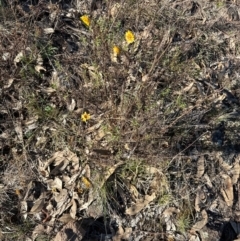 Xerochrysum viscosum at Kambah, ACT - 28 May 2024 11:21 AM