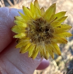 Xerochrysum viscosum at Kambah, ACT - 28 May 2024 11:21 AM