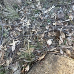 Rytidosperma sp. (Wallaby Grass) at Urambi Hills - 28 May 2024 by lbradley