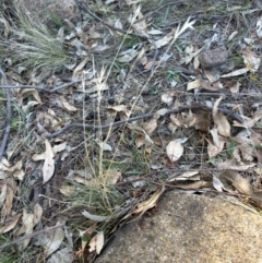 Rytidosperma (genus) (Wallaby Grass) at Kambah, ACT - 28 May 2024 by lbradley