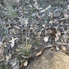 Rytidosperma sp. (Wallaby Grass) at Kambah, ACT - 28 May 2024 by lbradley