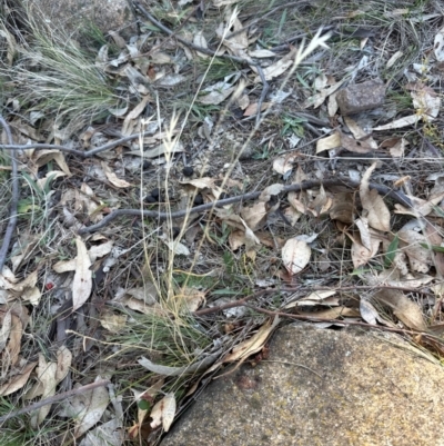 Rytidosperma (genus) (Wallaby Grass) at Kambah, ACT - 28 May 2024 by lbradley