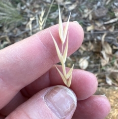 Rytidosperma sp. at Kambah, ACT - 28 May 2024 11:22 AM