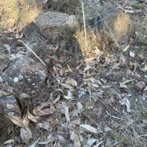 Dichelachne sp. at Kambah, ACT - 28 May 2024