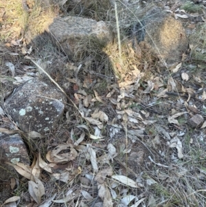 Dichelachne sp. (Plume Grasses) at Urambi Hills by lbradley