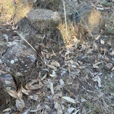 Dichelachne sp. (Plume Grasses) at Urambi Hills - 28 May 2024 by lbradley