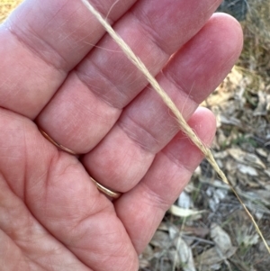 Dichelachne sp. at Kambah, ACT - 28 May 2024