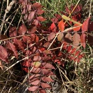 Pistacia chinensis at Mulanggari Grasslands - 28 May 2024