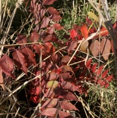 Pistacia chinensis at Mulanggari Grasslands - 28 May 2024