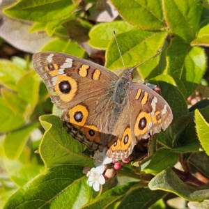 Junonia villida at Kingston, ACT - 28 May 2024