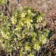 Melichrus urceolatus (Urn Heath) at Wanniassa Hill - 28 May 2024 by Mike