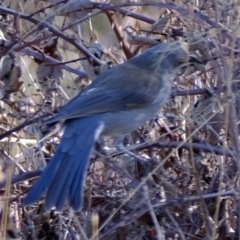 Colluricincla harmonica (Grey Shrikethrush) at Strathnairn, ACT - 28 May 2024 by Kurt