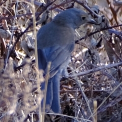 Colluricincla harmonica at Ginninderry Conservation Corridor - 28 May 2024