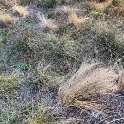 Austrostipa scabra (Corkscrew Grass, Slender Speargrass) at Mount Majura - 23 May 2024 by waltraud