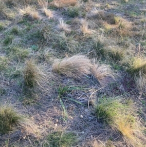 Austrostipa scabra at The Fair, Watson - 23 May 2024