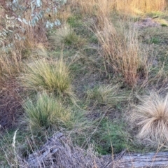 Nassella trichotoma (Serrated Tussock) at Mount Majura - 23 May 2024 by waltraud