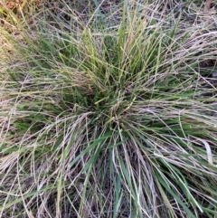 Nassella neesiana (Chilean Needlegrass) at The Fair, Watson - 23 May 2024 by waltraud