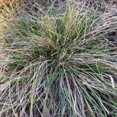 Nassella neesiana (Chilean Needlegrass) at Mount Majura - 23 May 2024 by waltraud