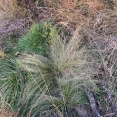 Nassella trichotoma (Serrated Tussock) at The Fair, Watson - 23 May 2024 by waltraud