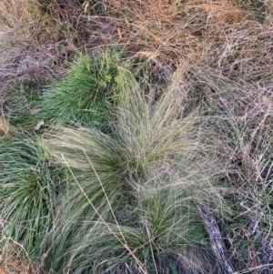 Nassella trichotoma at Mount Majura - 23 May 2024